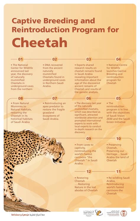 saudi arabia cheetah|Saudi Arabia’s Role in Cheetah Conservation .